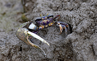 Fiddler crab (Uca tangeri)